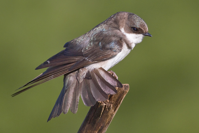 tree swallow 259