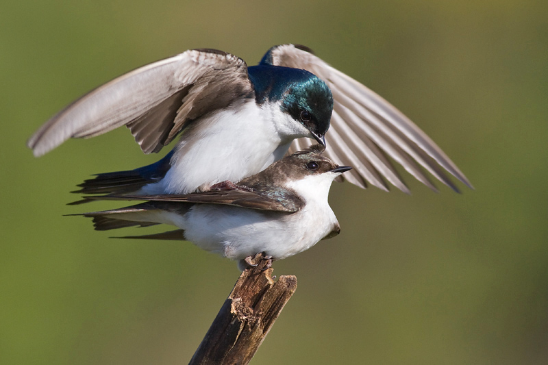 tree swallow 261