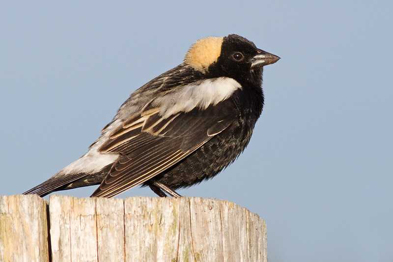 bobolink 31