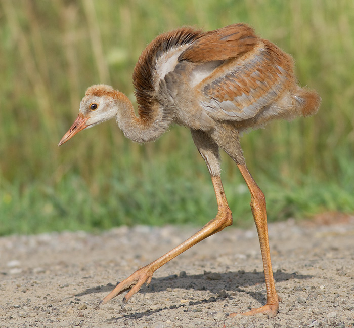 sandhill crane colt (chick) 48