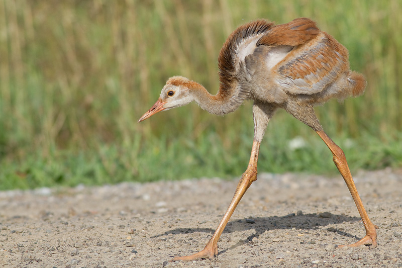 sandhill crane colt (chick) 49