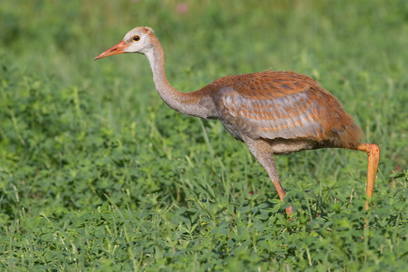 sandhill crane colt (chick) 51