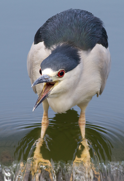 black crowned night heron 204