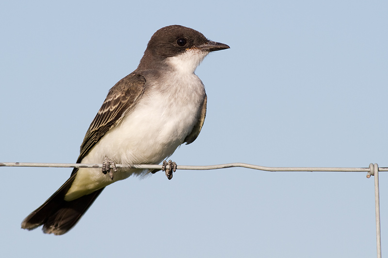 eastern kingbird 19