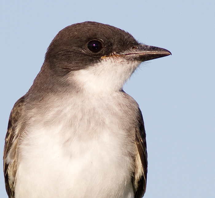 eastern kingbird 20