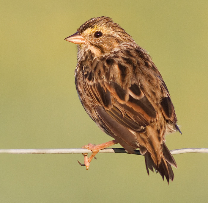 savannah sparrow 44
