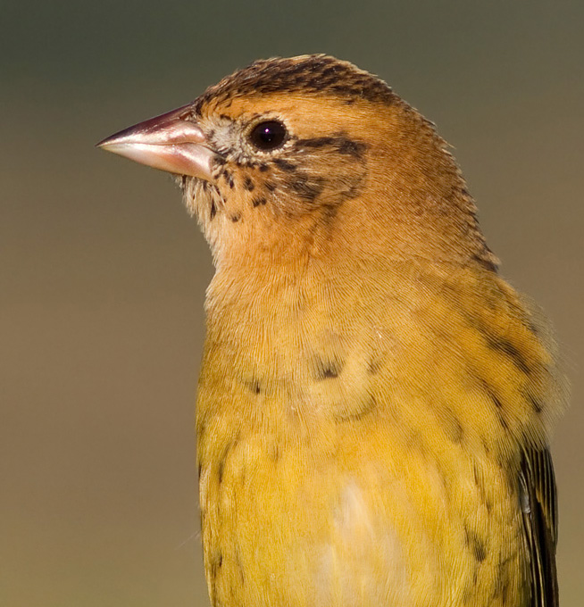 bobolink 41