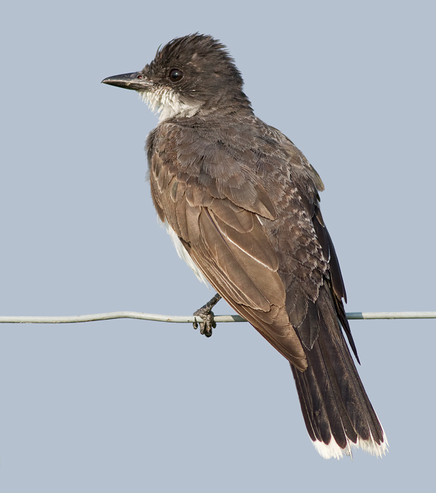 eastern kingbird 21
