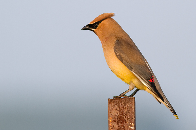 cedar waxwing 66