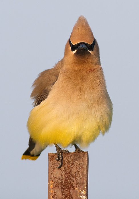 cedar waxwing 68