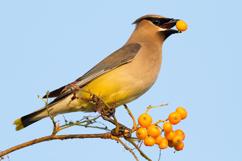 cedar waxwing 69