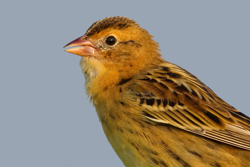 bobolink 45
