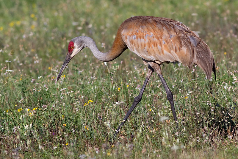 sandhill crane 108