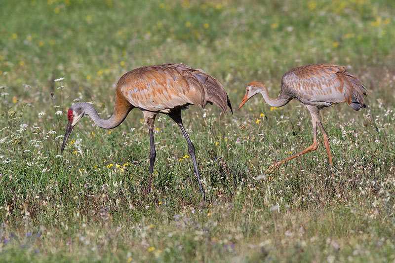 sandhill crane colt 63
