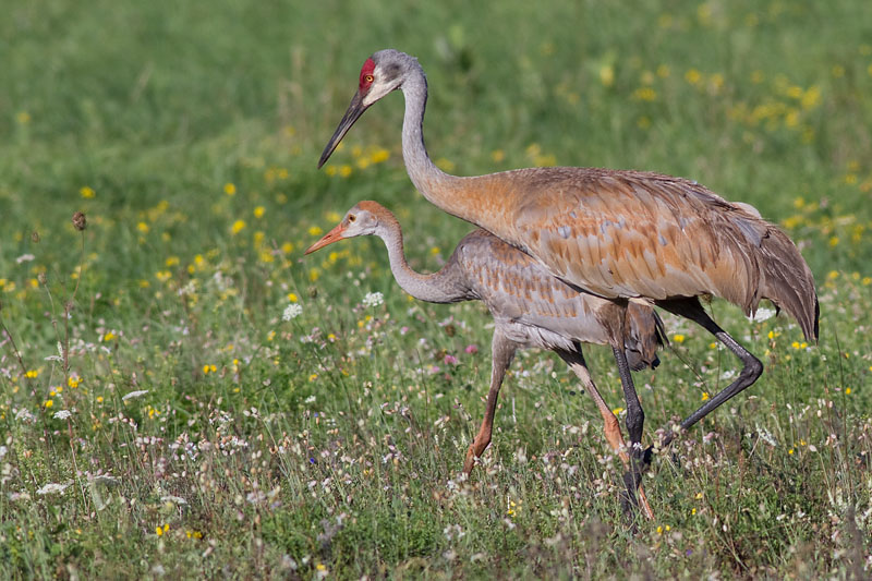sandhill crane colt 64