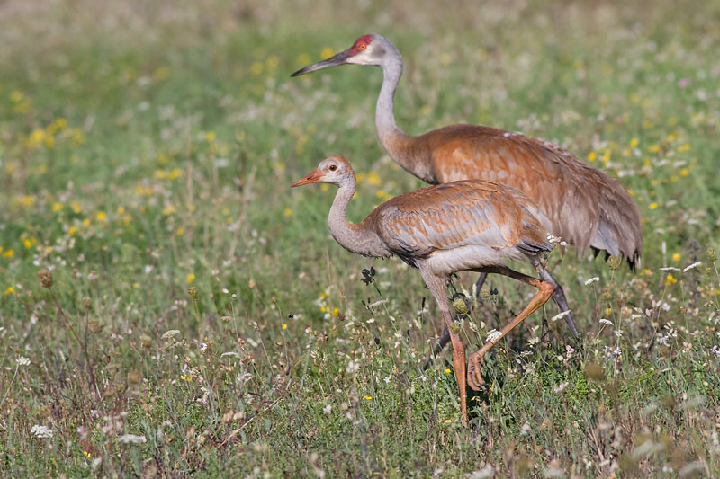 sandhill crane colt 65