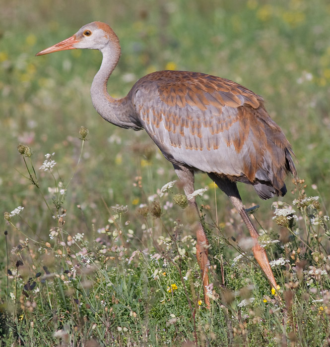 sandhill crane colt 69