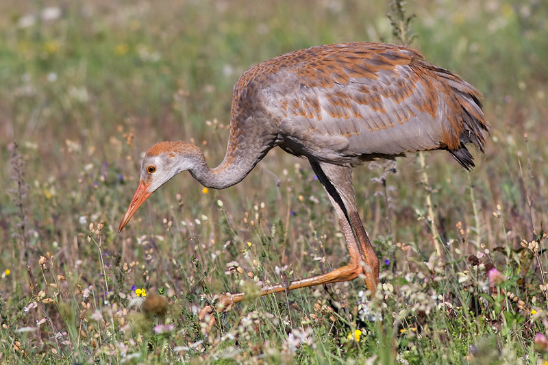 sandhill crane colt 71