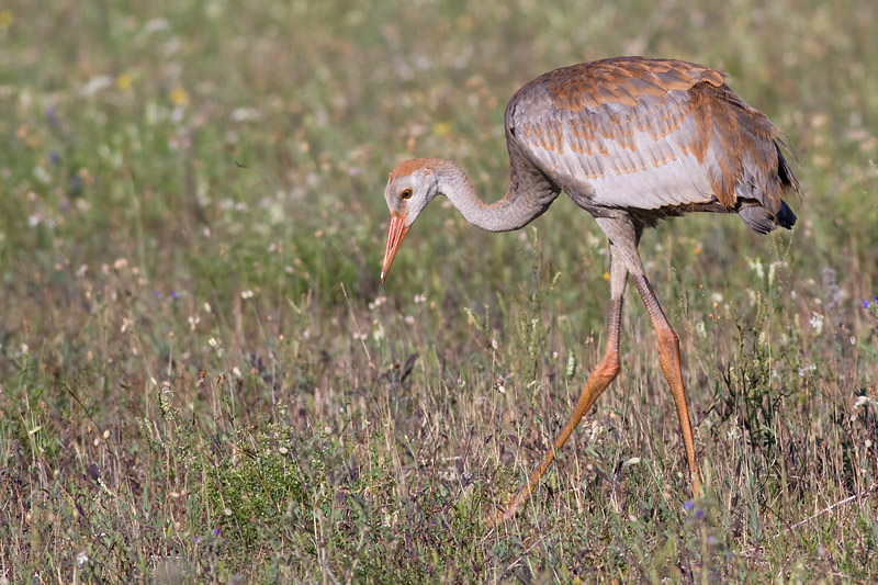 sandhill crane colt 72
