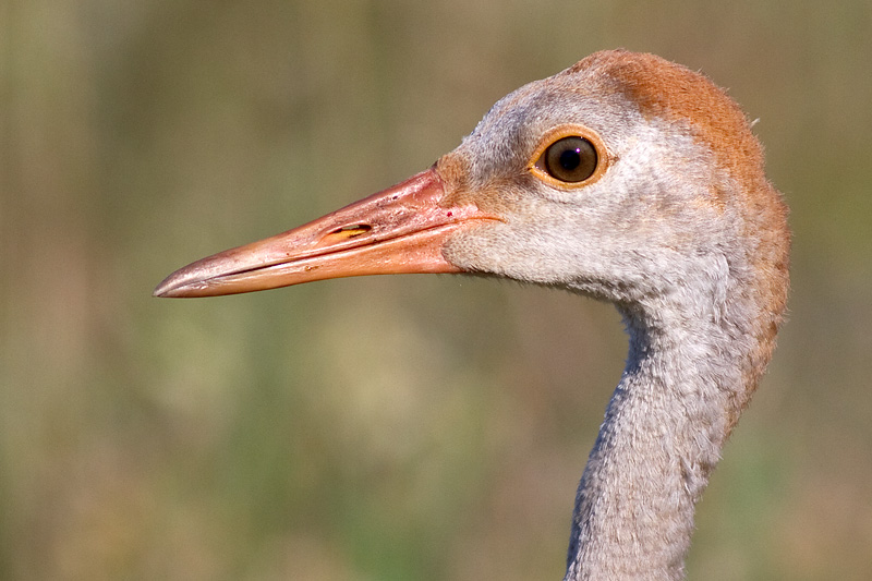 sandhill crane colt 73