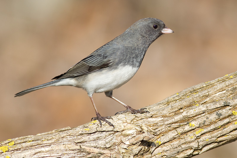 junco 206