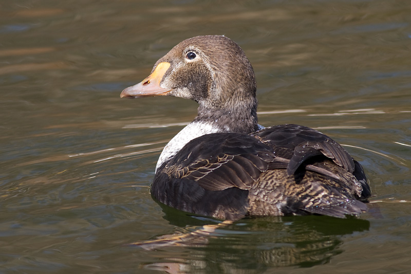 king eider - 1st winter male 9