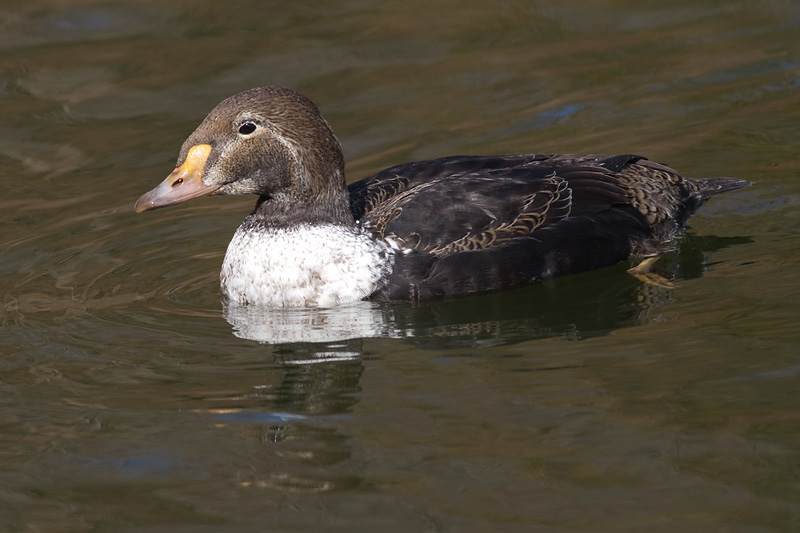 king eider - 1st winter male 13
