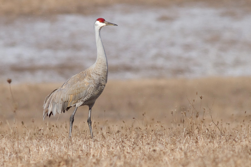 sandhill crane 117