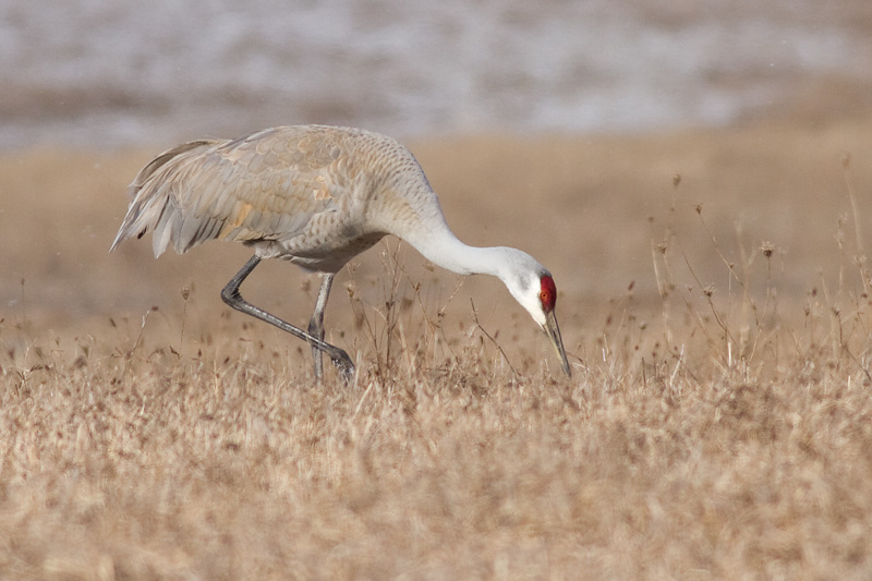 sandhill crane 118