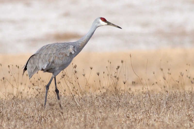 sandhill crane 119