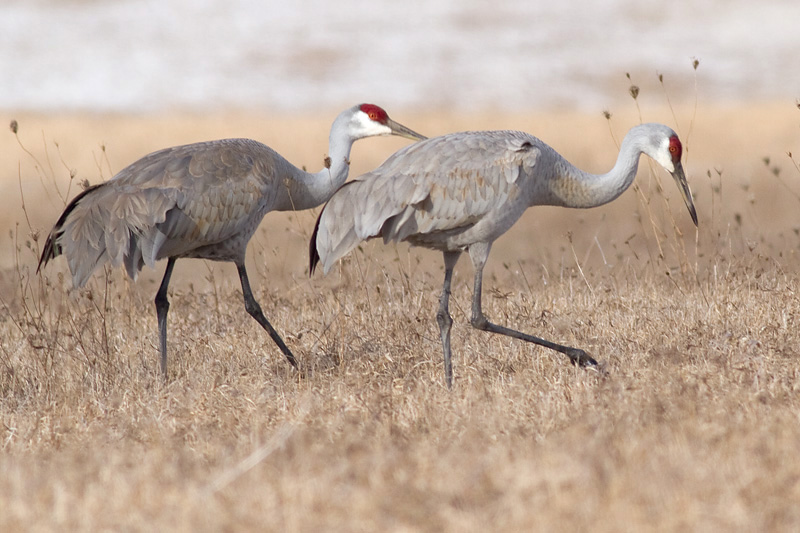 sandhill crane 120