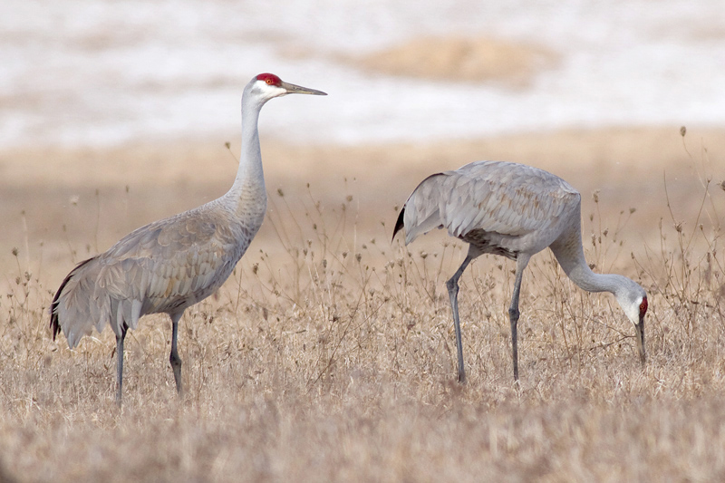 sandhill crane 121