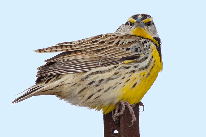 eastern meadowlark 4