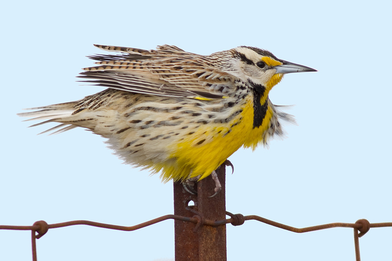 Eastern Meadowlark