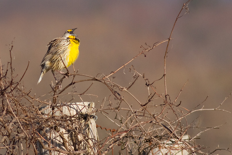eastern meadowlark 6