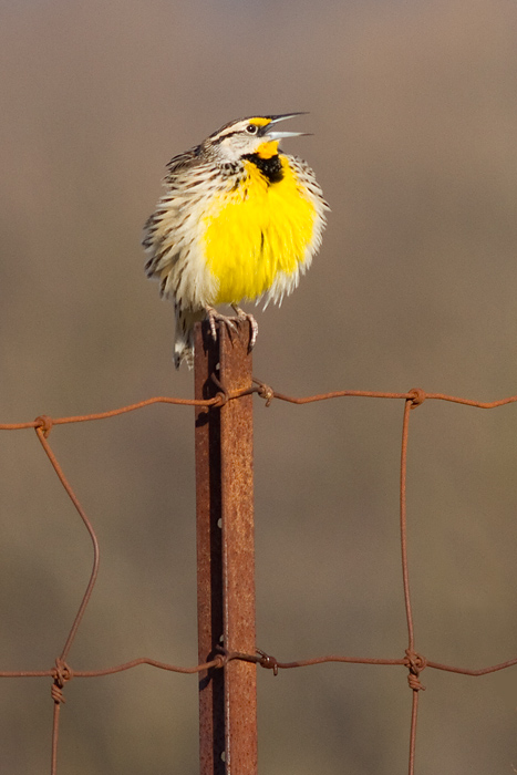 eastern meadowlark 7