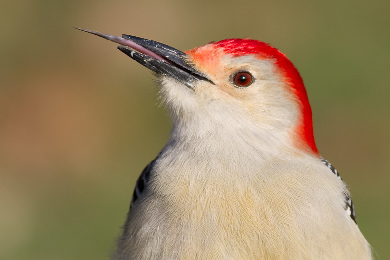 red-bellied woodpecker 244