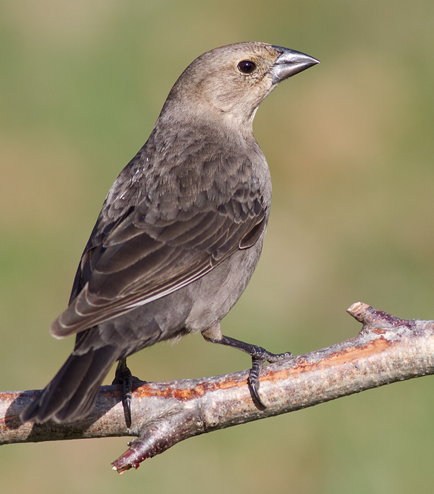 cowbird 46