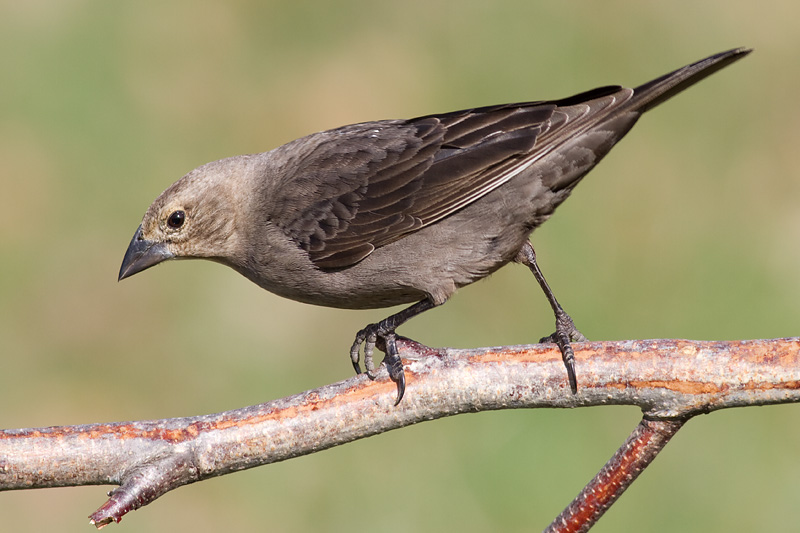 cowbird 47