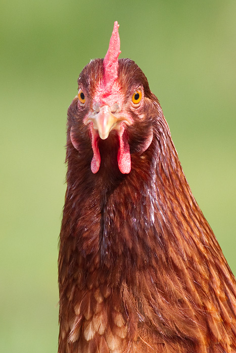 chicken 4