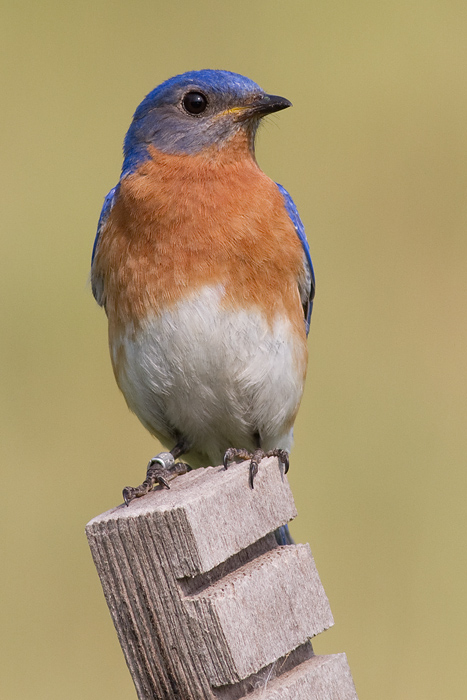 bluebird 80