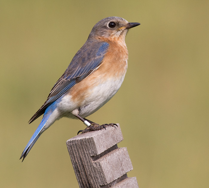 bluebird 82