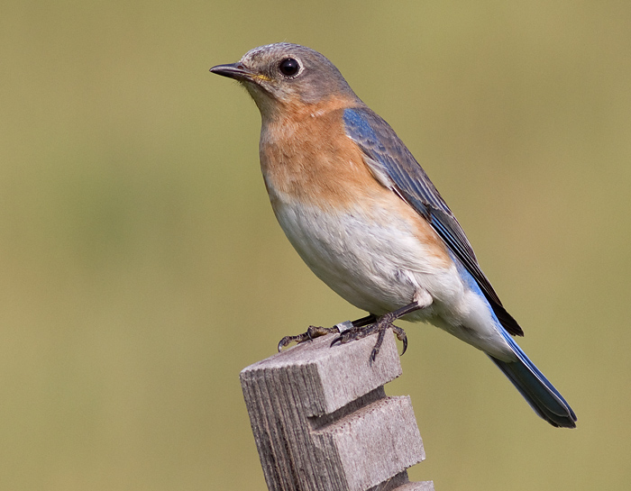 bluebird 83