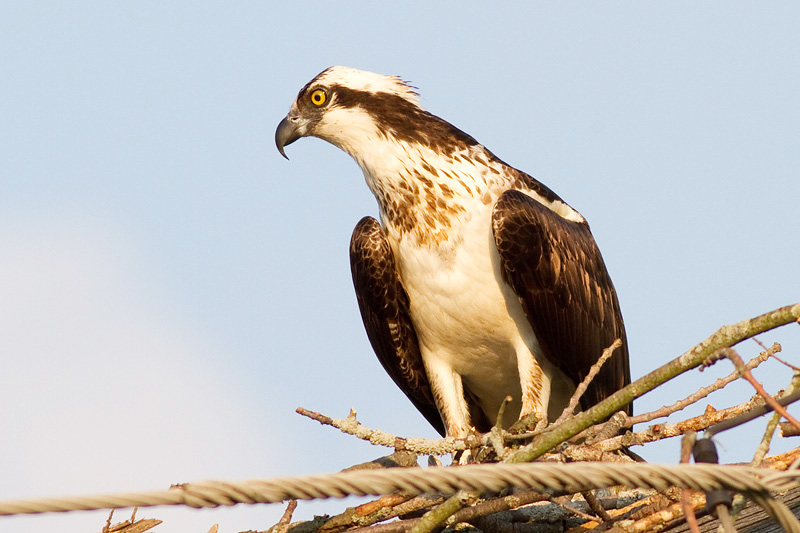 osprey 24