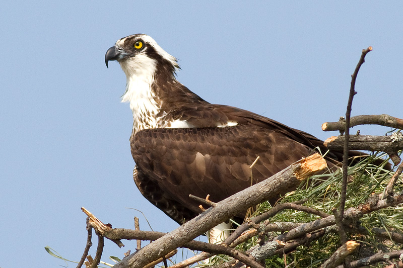 osprey 25