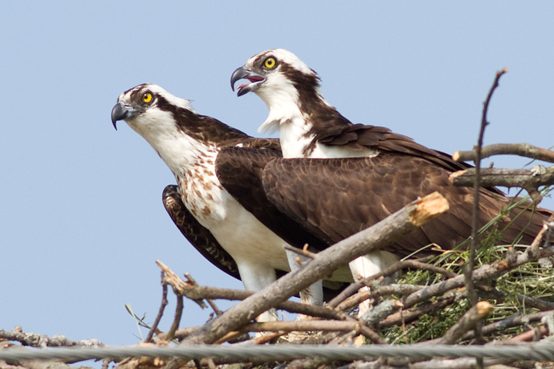 osprey 30