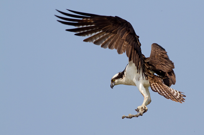 osprey 31