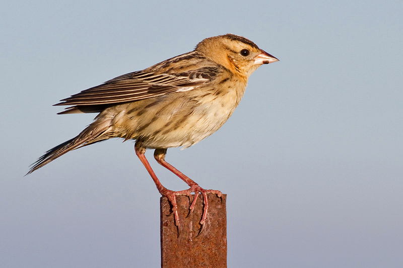 bobolink 54