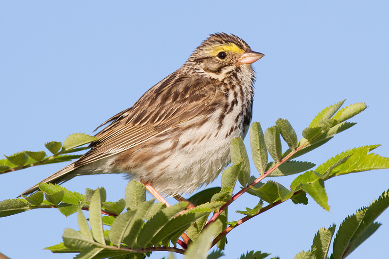 savannah sparrow 57