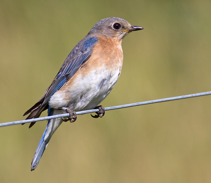 bluebird 86